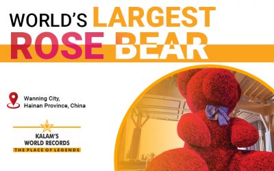 World’s largest rose bear
